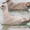 Thayer's Gull